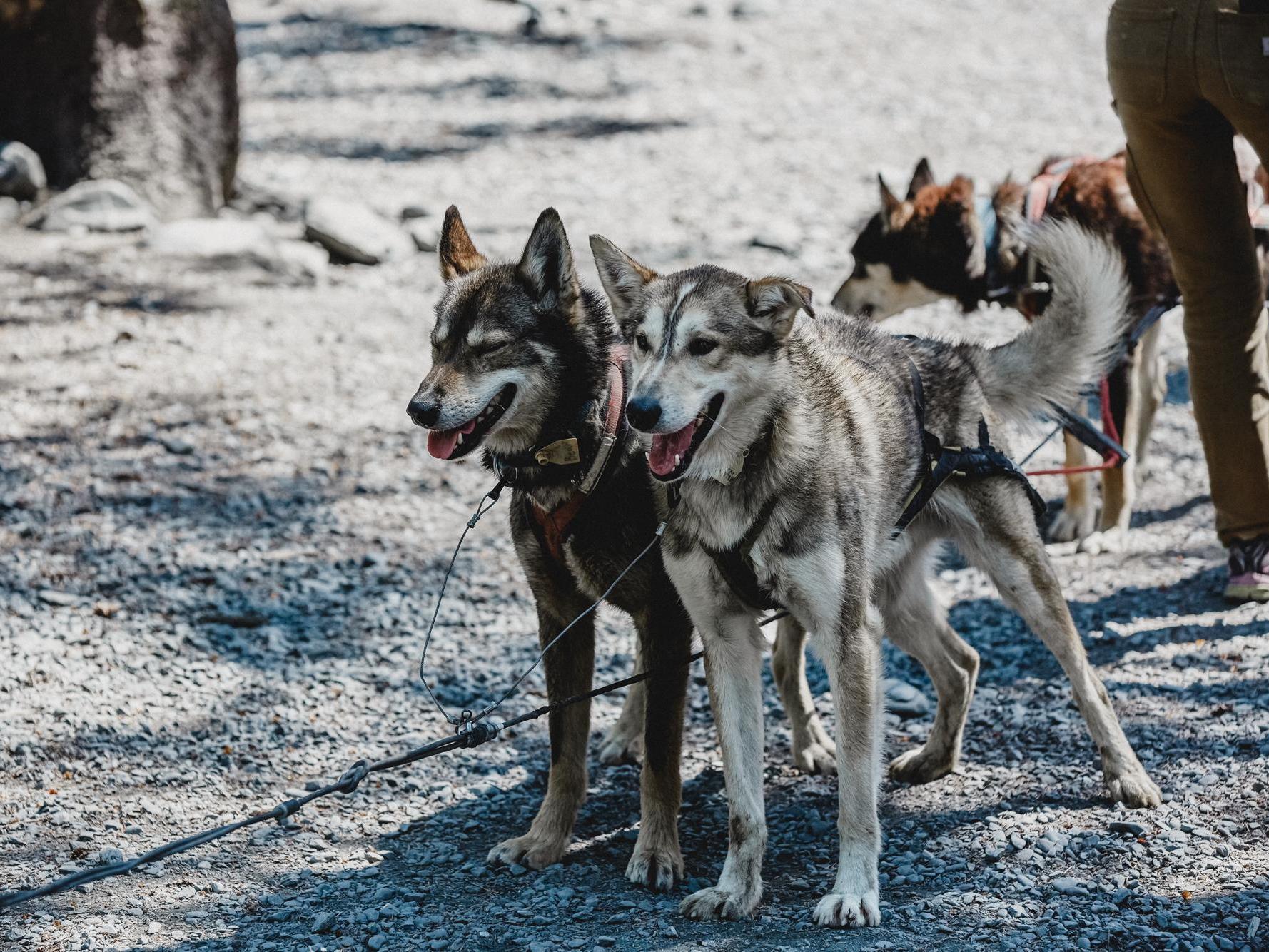 The typical training run for the dogs consists of running 20 miles, resting or setting up camp, and then another 20 miles