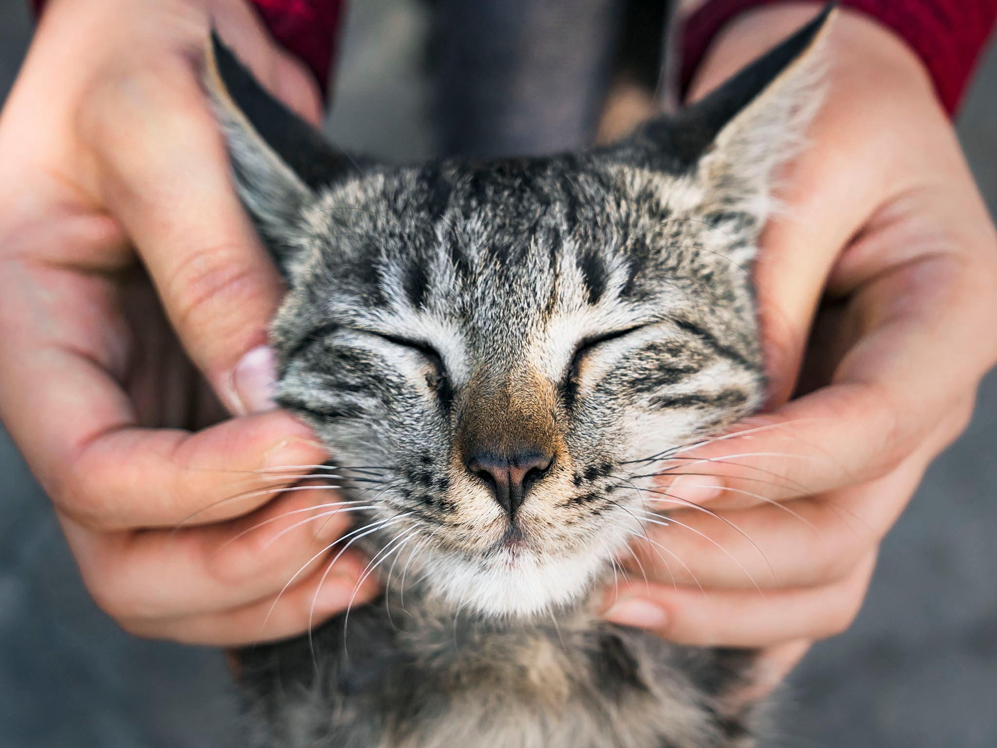 Learn how to pet your furry friend the scientific way