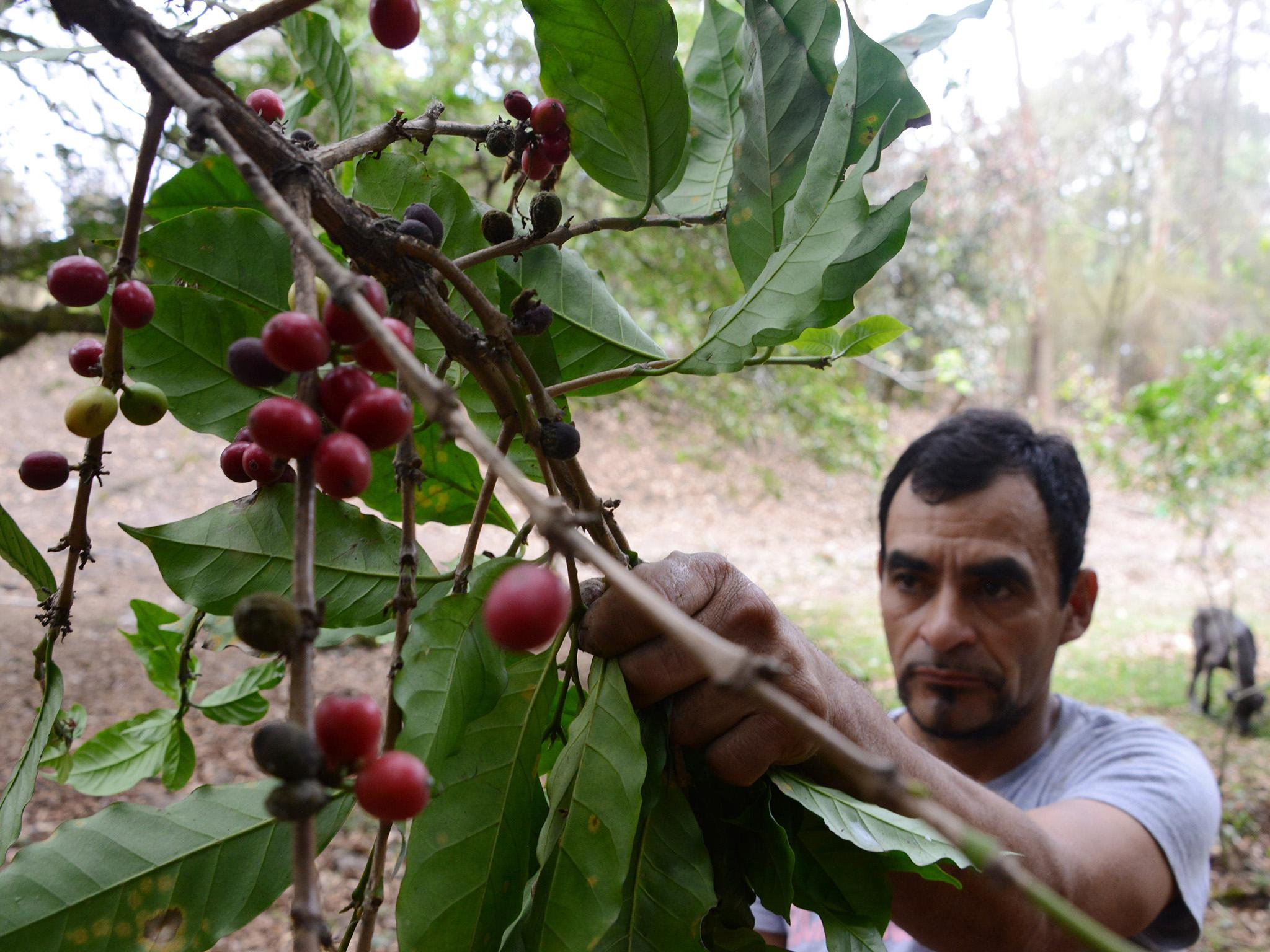 A farmer looks at coffee beans affected by a fungus at a plantation in Tegucigalpa (AFP/Getty)