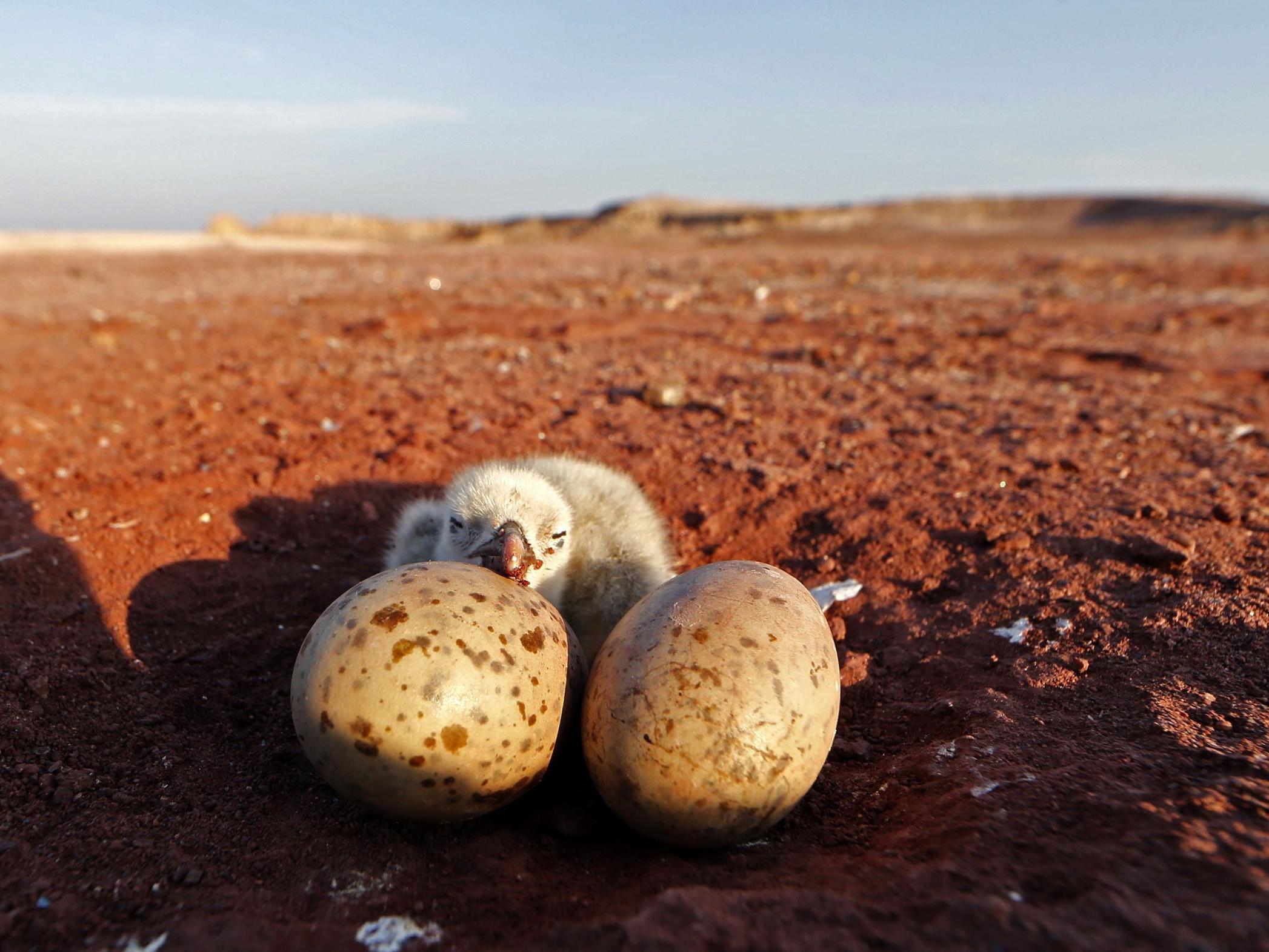 Gulls can exchange cues about their environment from inside their shells, scientists have discovered