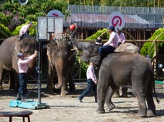 Animal cruelty rampant in zoos with dolphins used as surfboards and elephants playing basketball