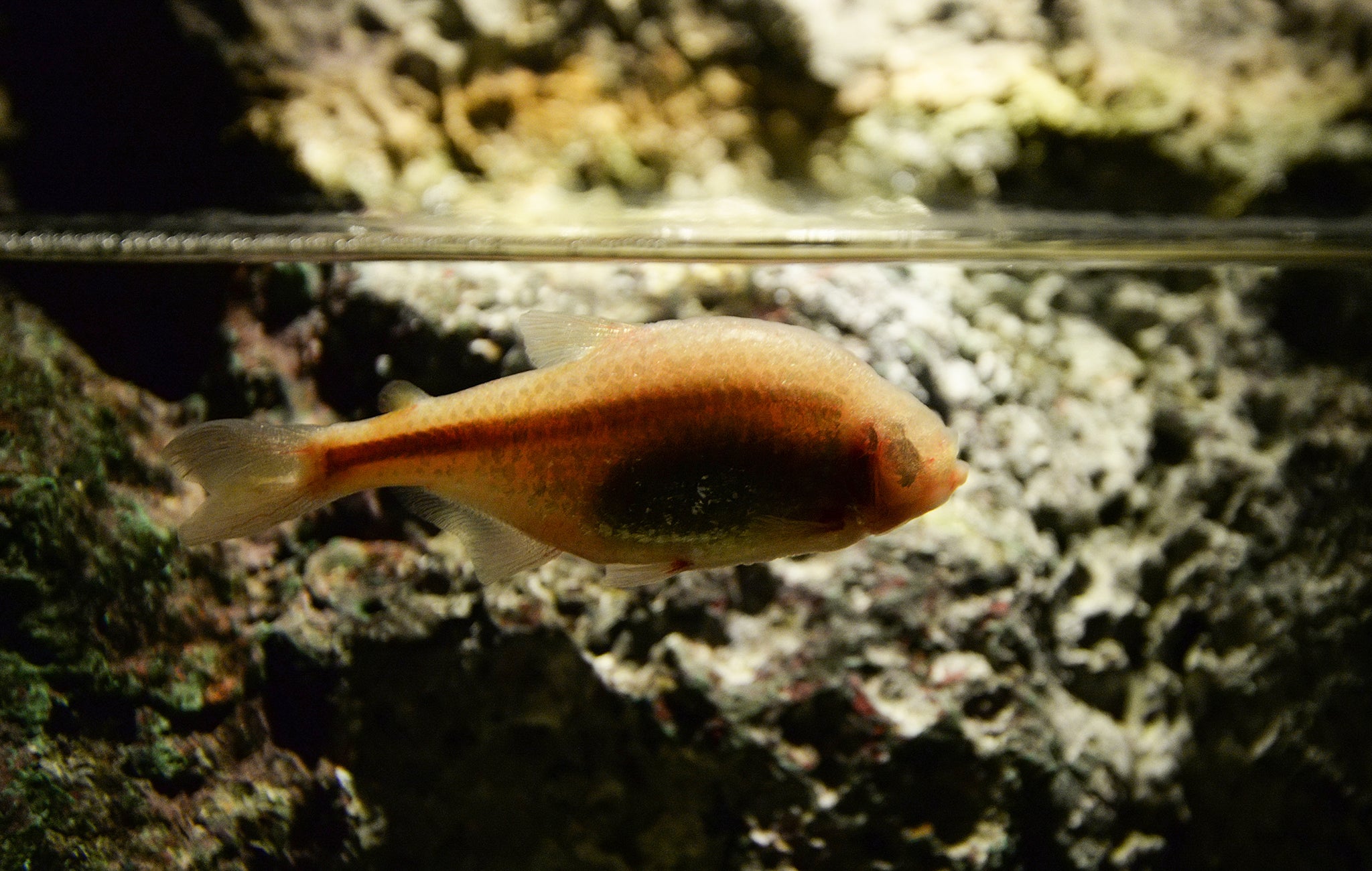 Blind Mexican cavefish are adapted to survive without regulating their blood sugar