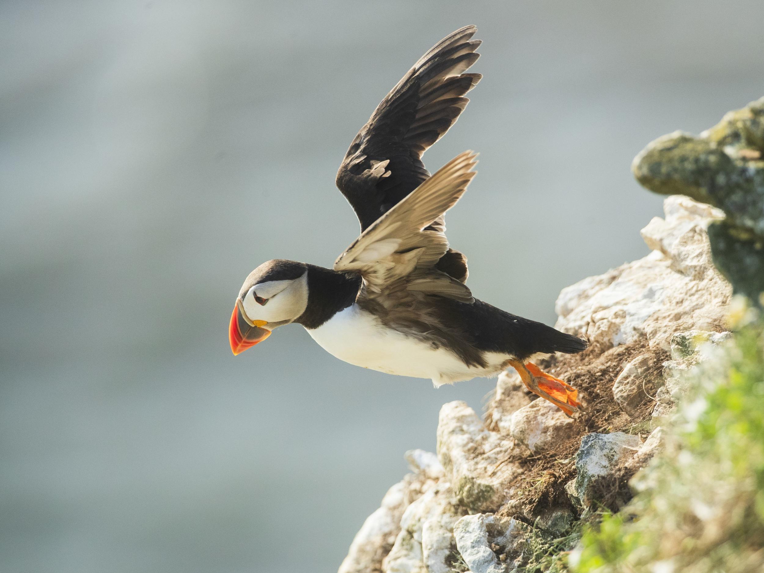 Numbers of the much-beloved seabirds are in decline across the Atlantic