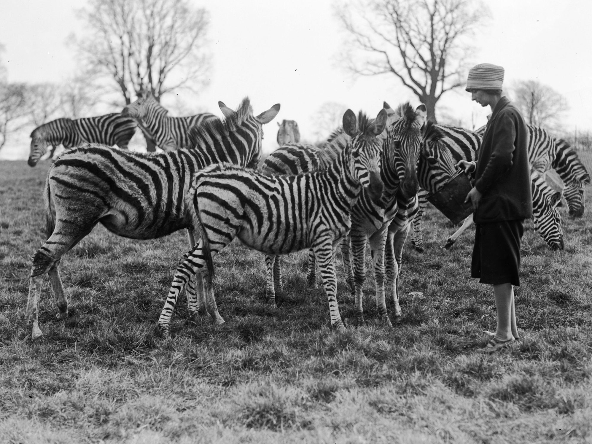 Zebra’’ ability to manage stress could help humans manage their mental health