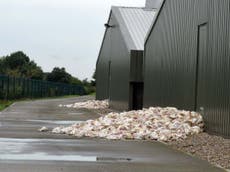 Thousands of chickens die in heatwave at farm supplying major UK supermarkets: ‘There was nothing we could do’