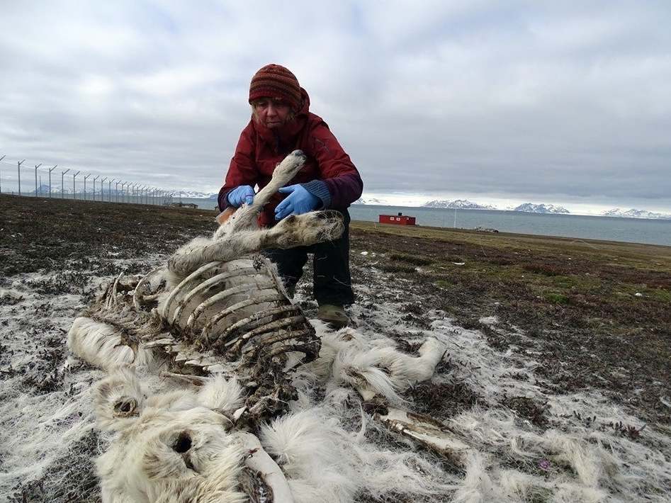 Ecologist Ashild Onvik Pedersen examines a reindeer cadaver Svalbard, where more than 200 have been found dead