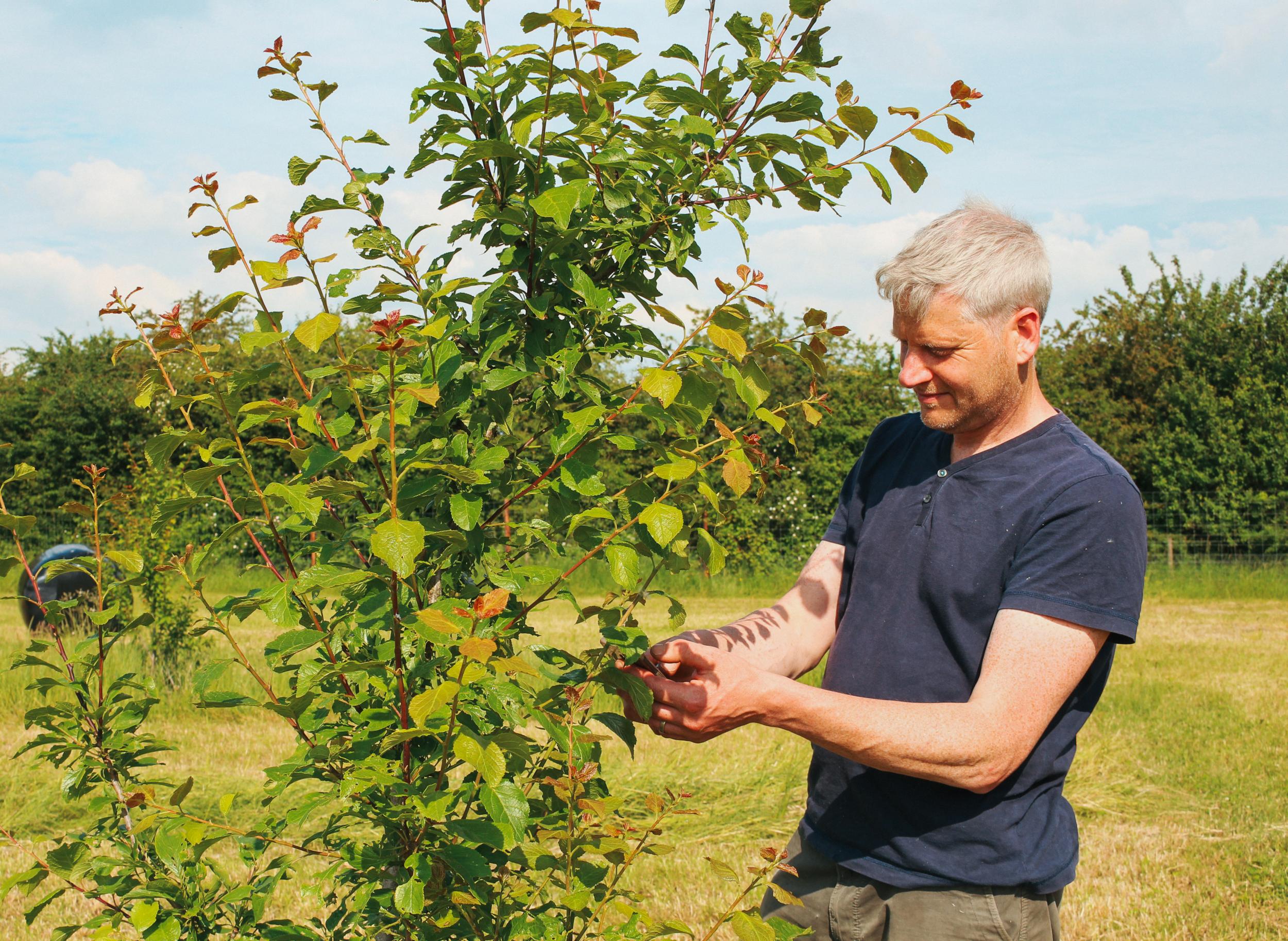 Horticulturalist Ben Raskin is encouraging farmers to branch out with the tree species they choose to plant