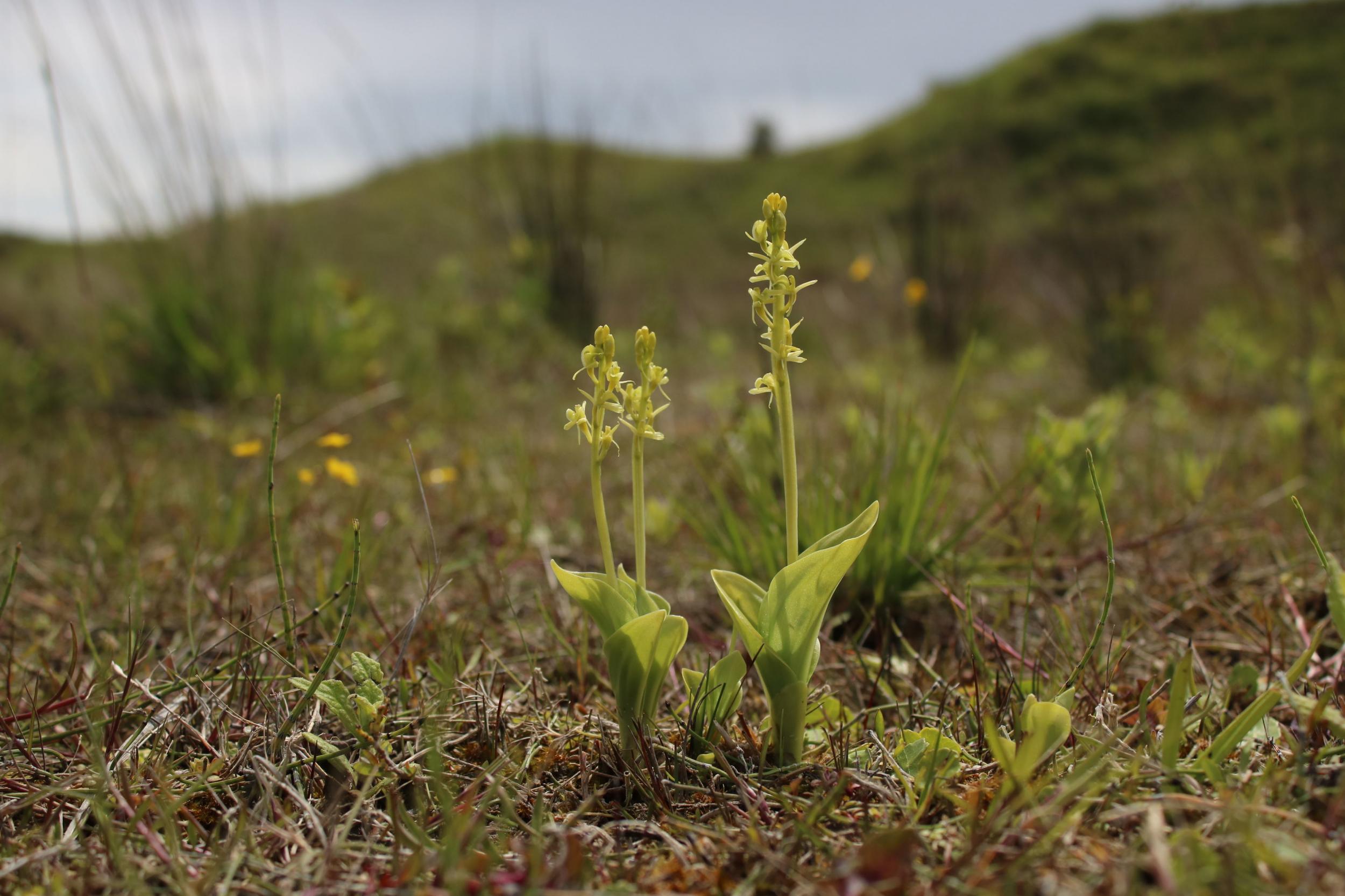 Conservationists say dunes are naturally mobile and need to be moving to be effective habitats. Pictured is a fen orchid