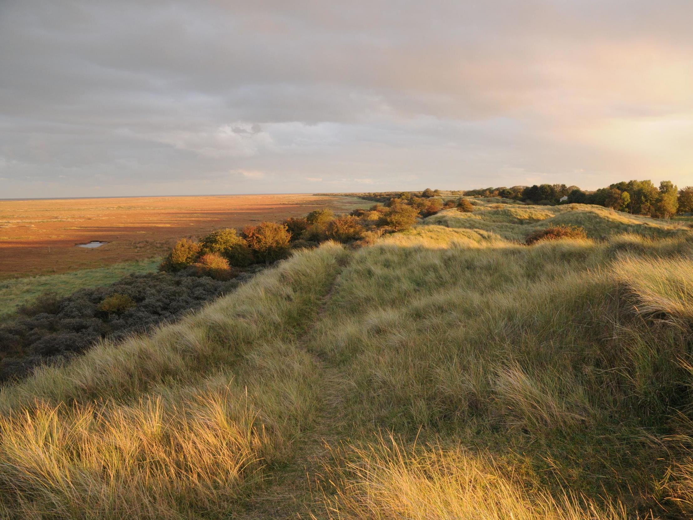 The project marks a move away from managing sand dunes by fencing them in. Pictured are dunes in Lincolnshire