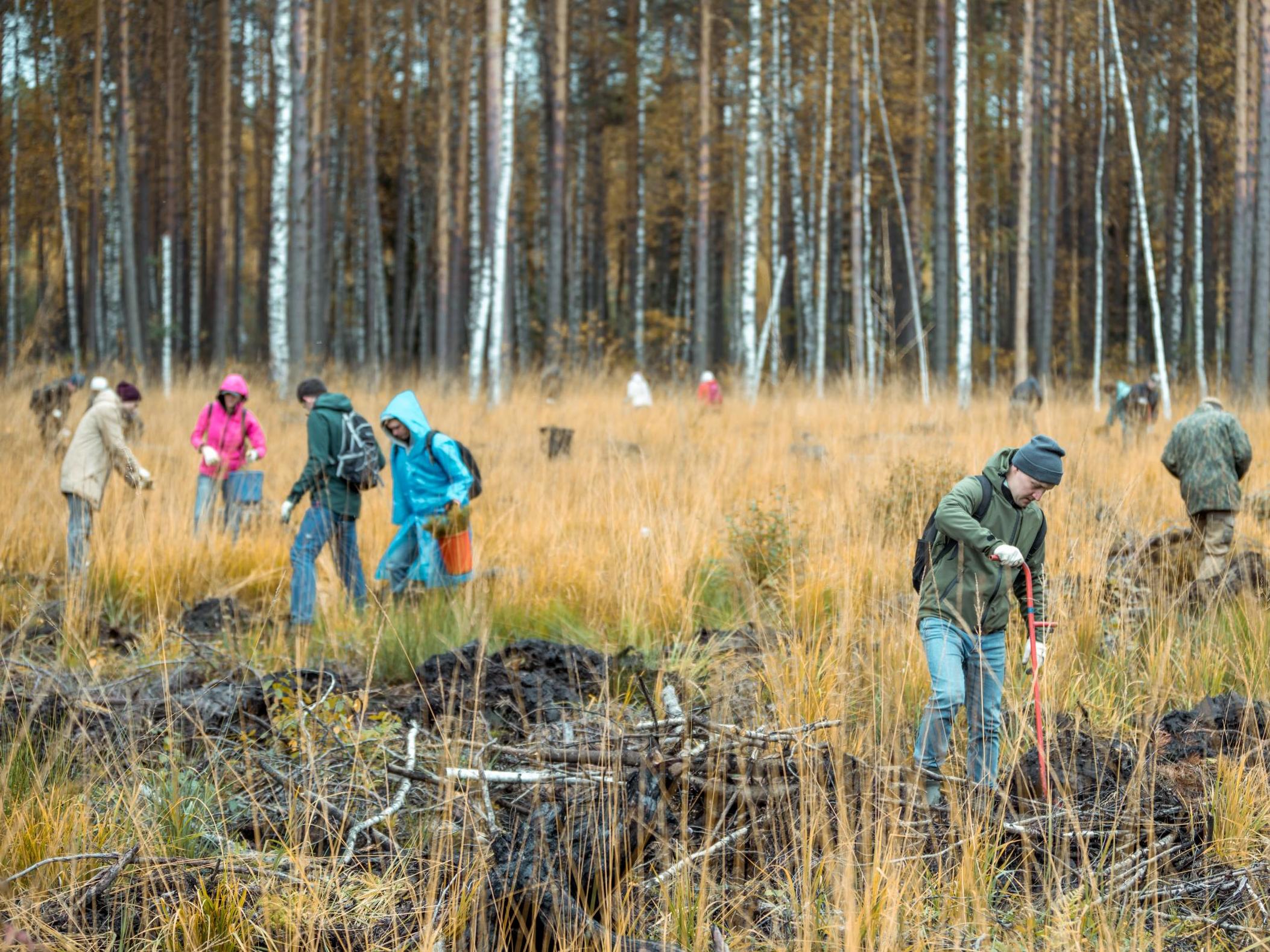 Last year the UK planted just 13,400 hectares of woodland, the majority of which was in Scotland