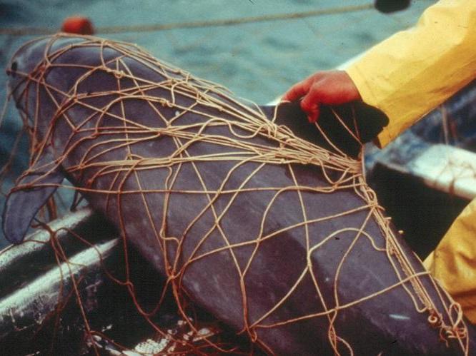 Pictured is a dead vaquita porpoise tangled in gillnet netting