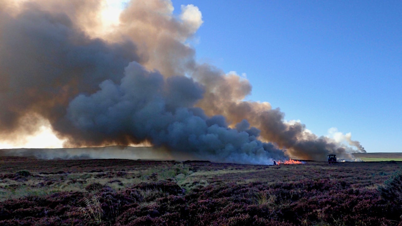 Heather on Scottish grouse moors is routinely burnt to stimulate growth of green shoots, which grouse eat. The practice prevents numerous other species of plants growing and has other ecological impacts, research indicates