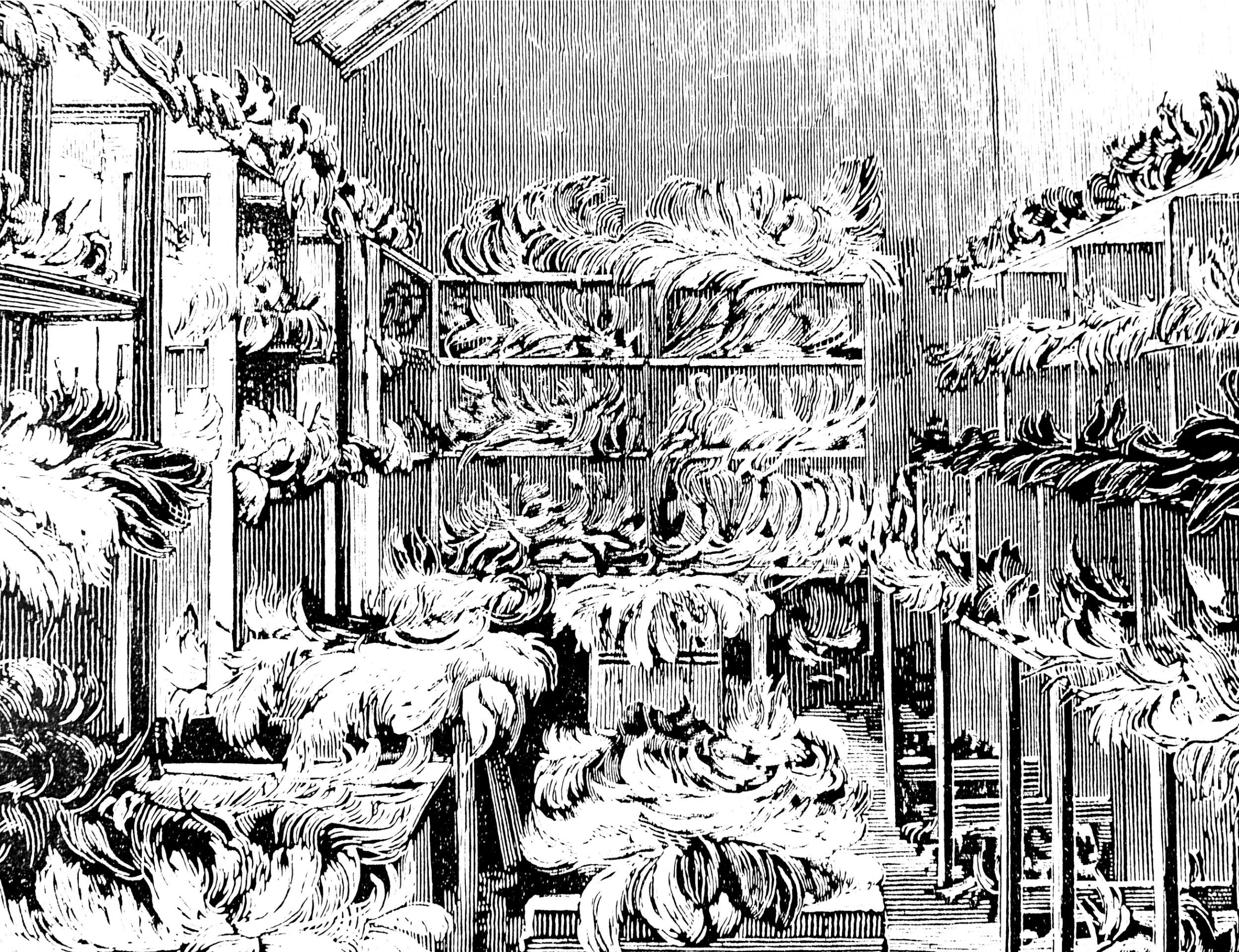 A 19th century illustration depicting ostrich feathers ready for packing and dispatch on a farm near Grahamstown, South Africa