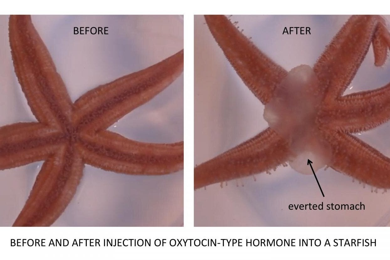 The experiment shows how the starfish stomach is turned out