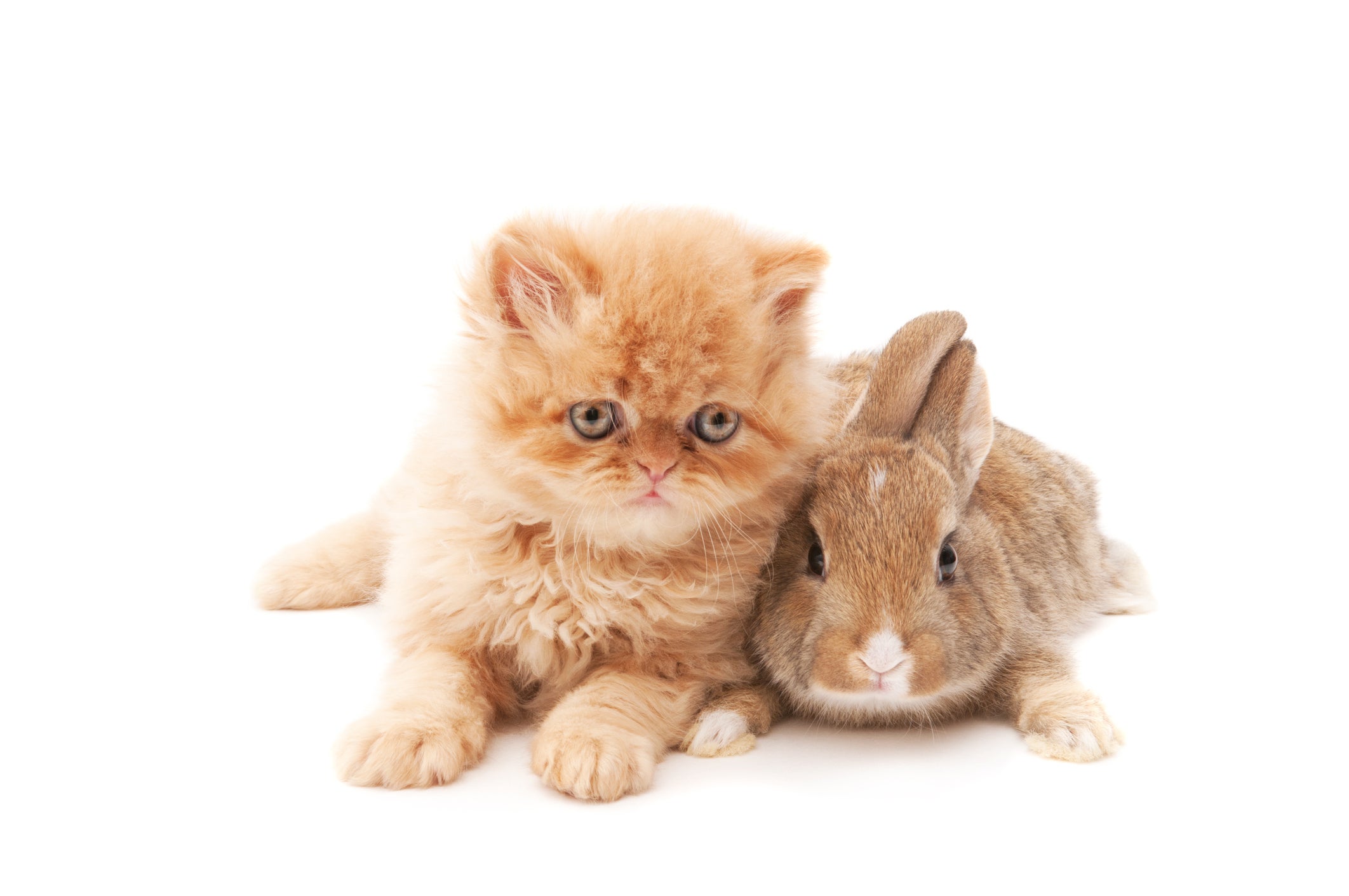 Cat and rabbit