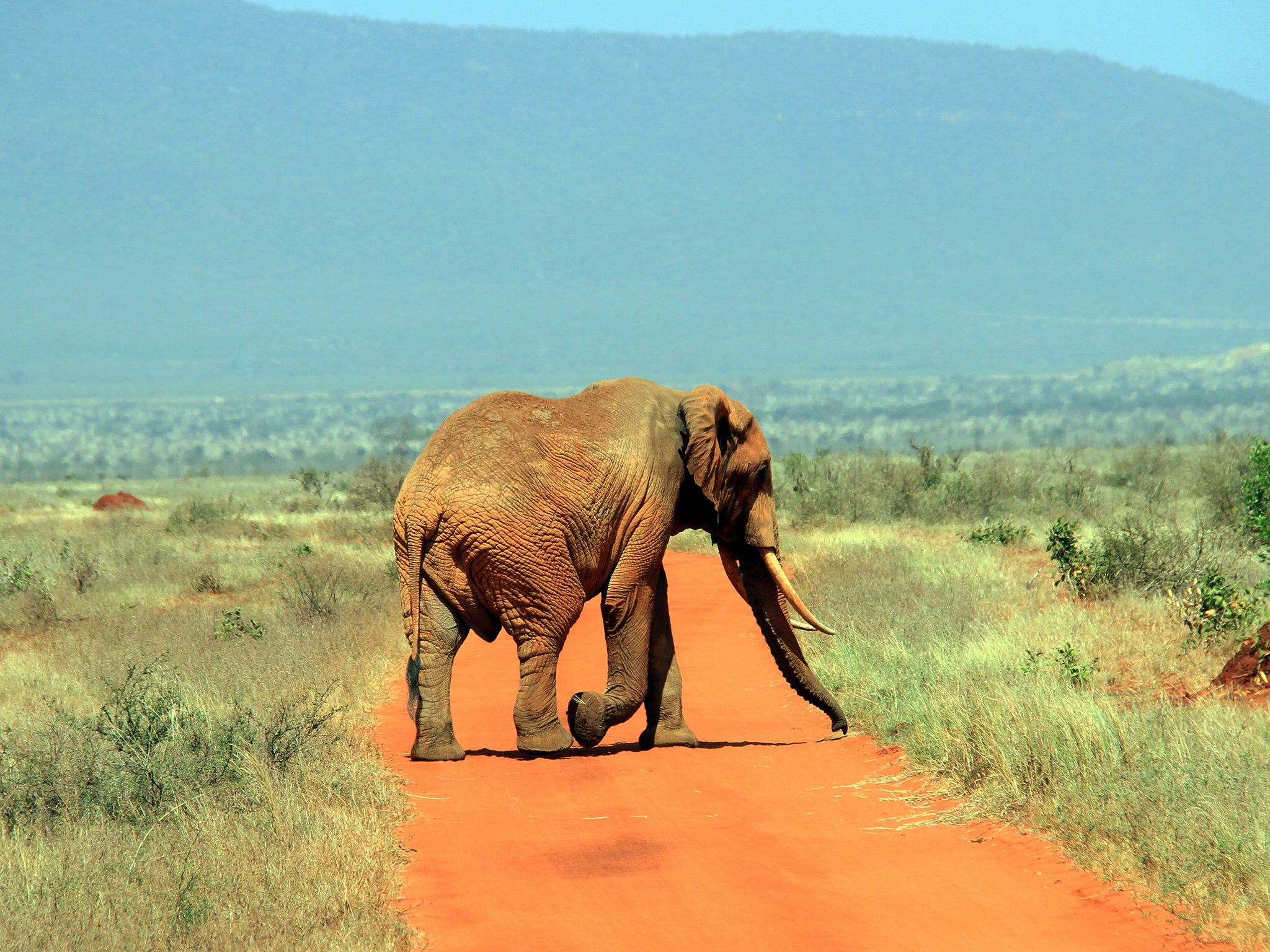 A huge bull on the plains of Tsavo, home to 40 per cent of the country’s elephant population