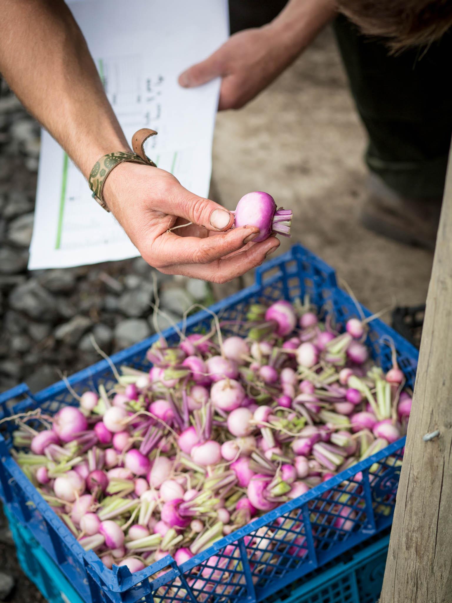 Named Our Farm, the team of chefs decide what to grown and are able to supply produce all year round