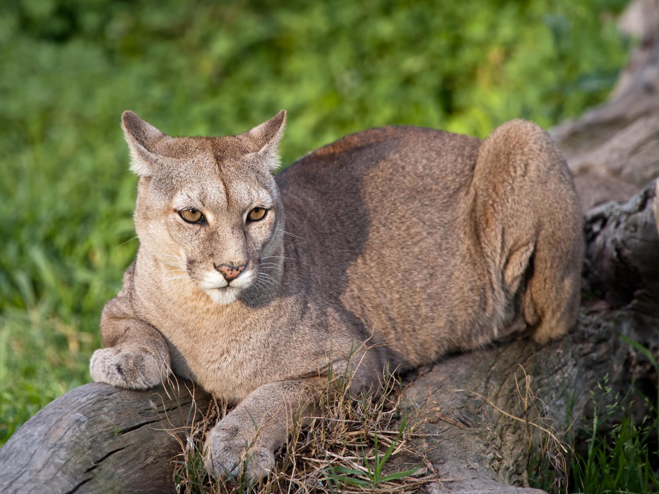 Officials said the mountain lions 'showed no fear of responding officers'