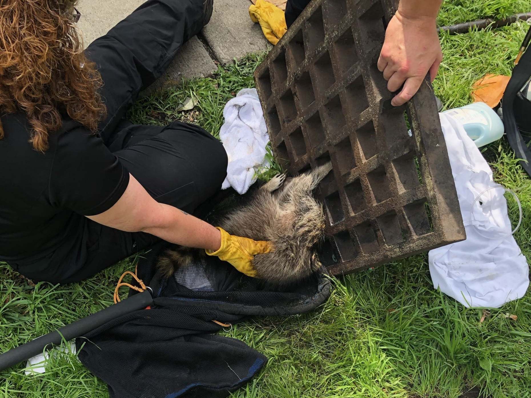 The team worked for two hours to free the animal