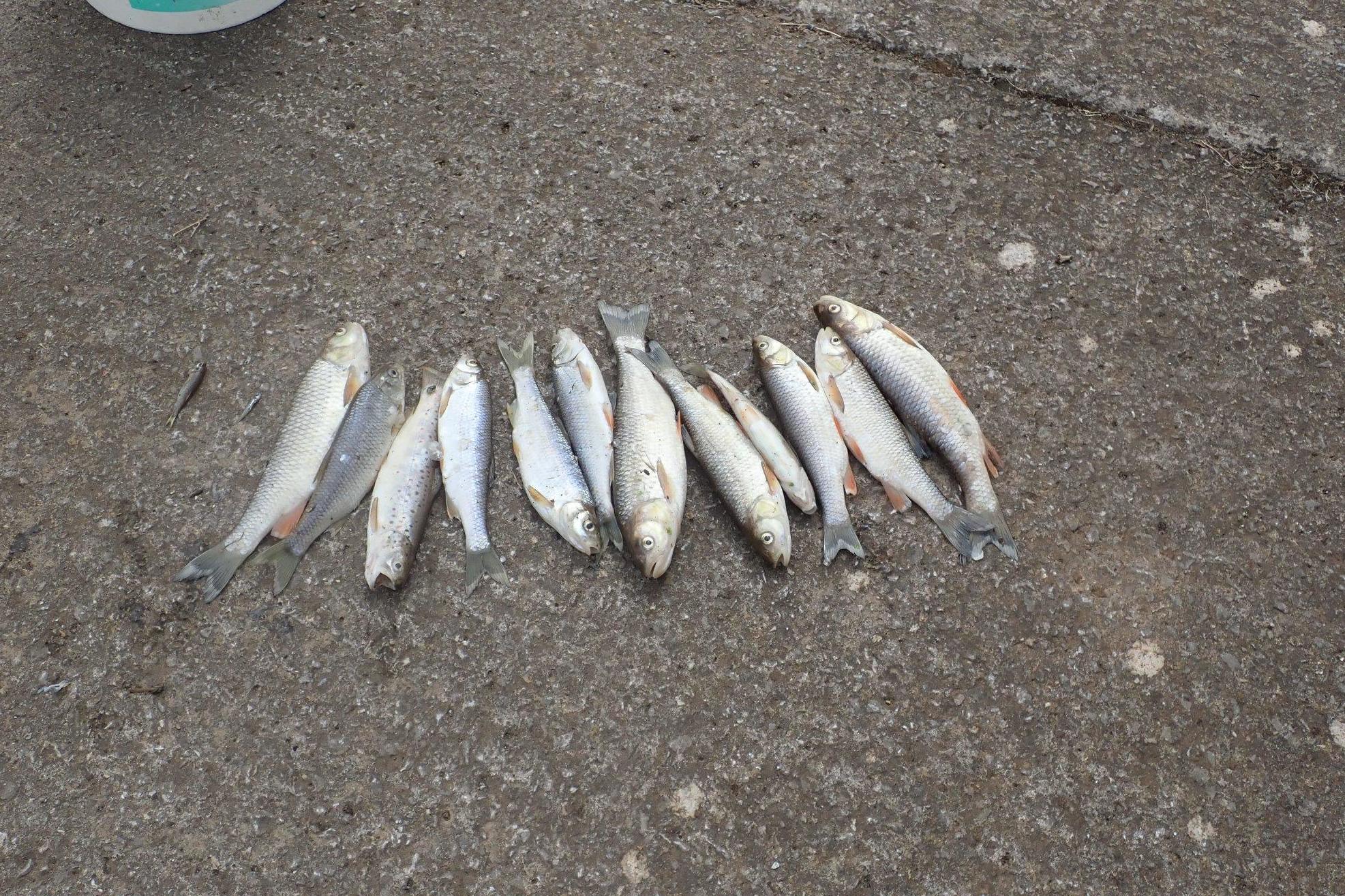 A 12-year-old boy removed these fish from a small stretch of the river and staged the photograph for the Environment Agency