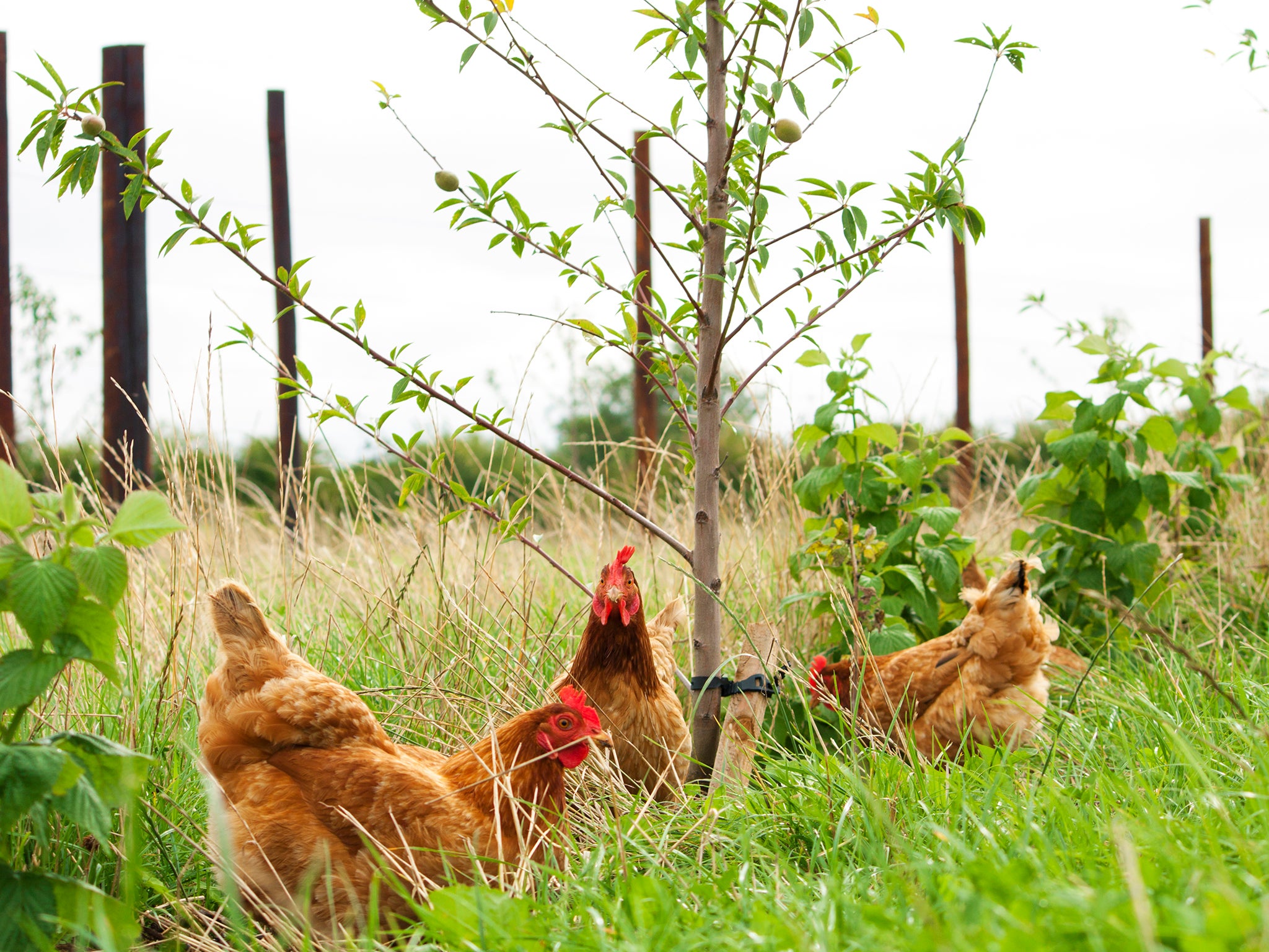 An experiment that allowed chickens to peck around the base of raspberry canes resulted in an earlier yield