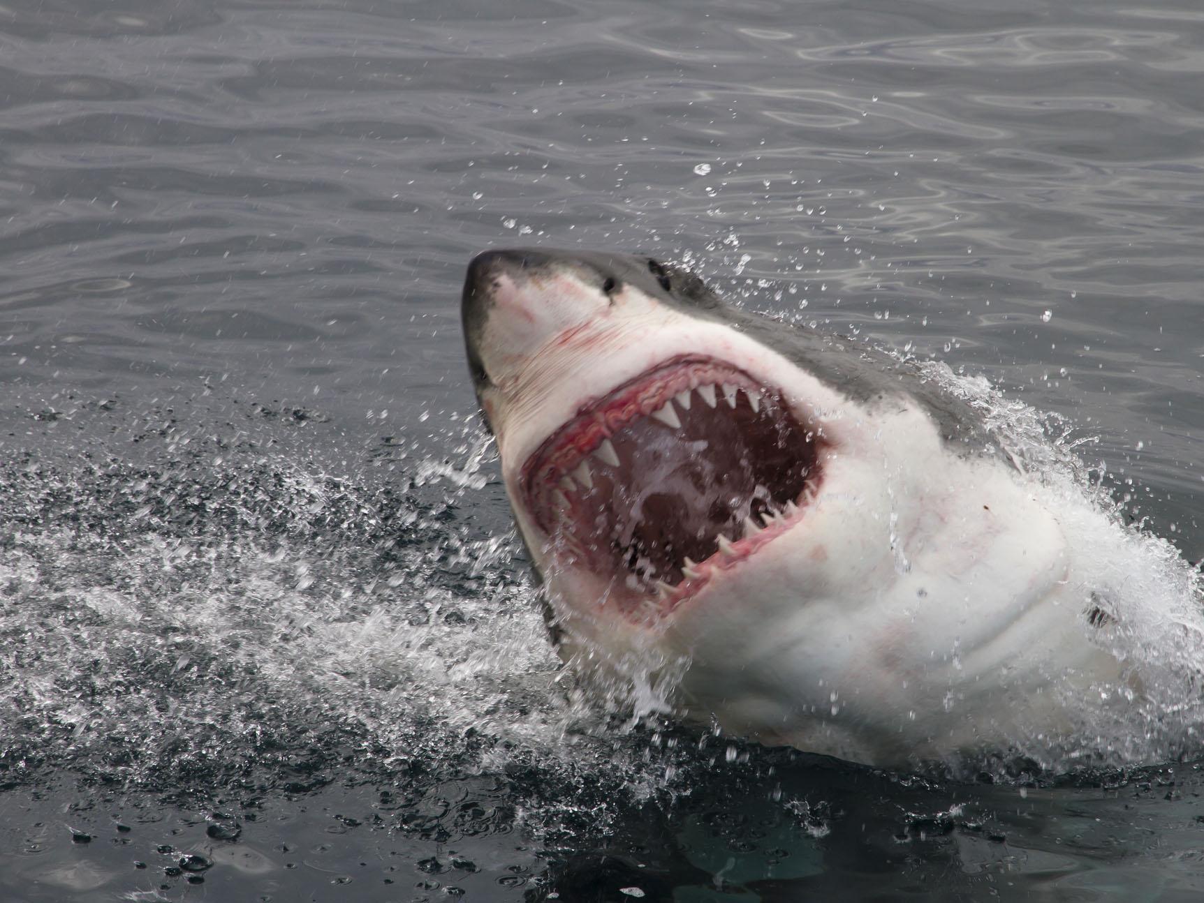 A great white shark