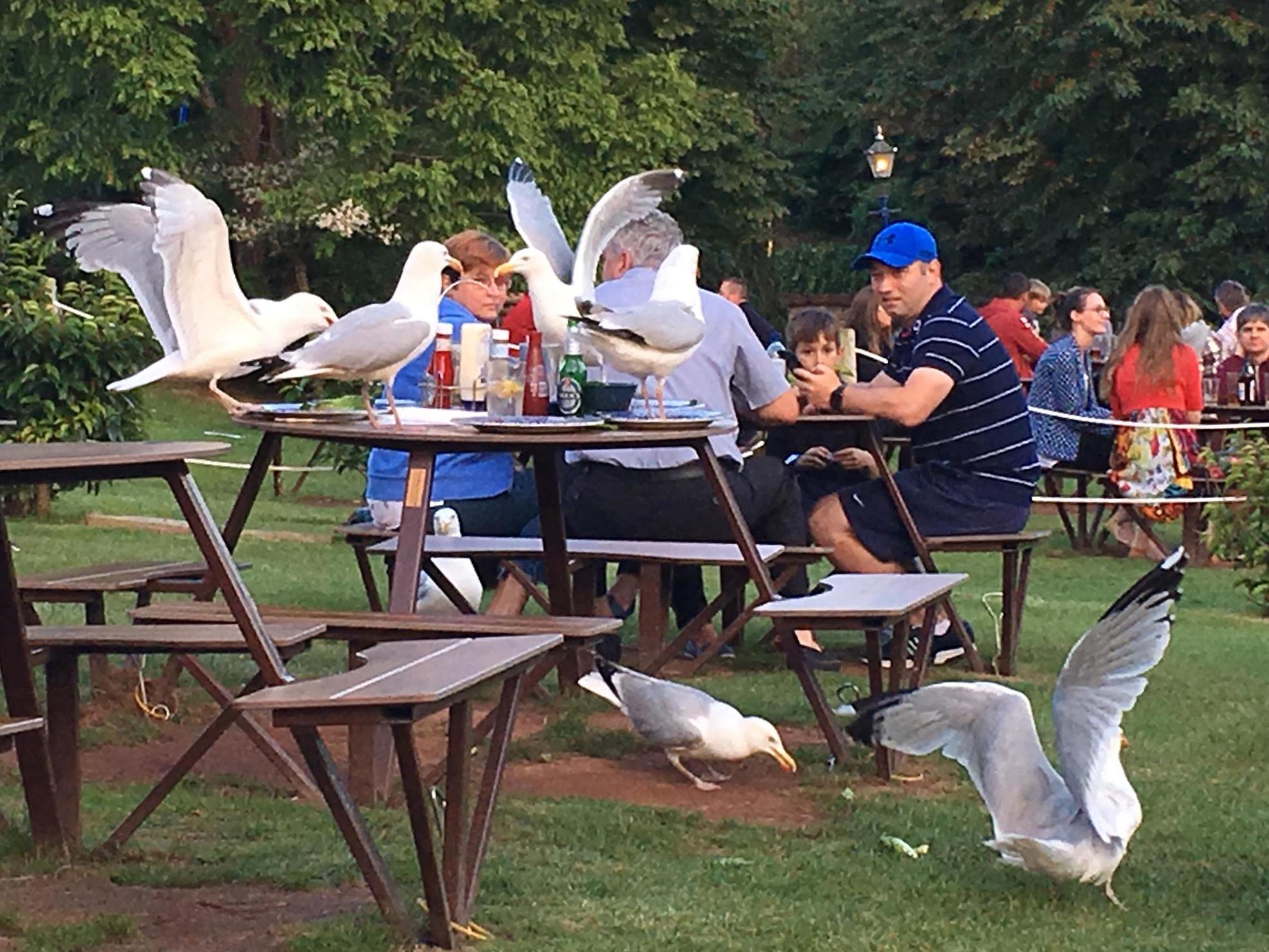 There have been reports of seagulls eating cat food inside homes