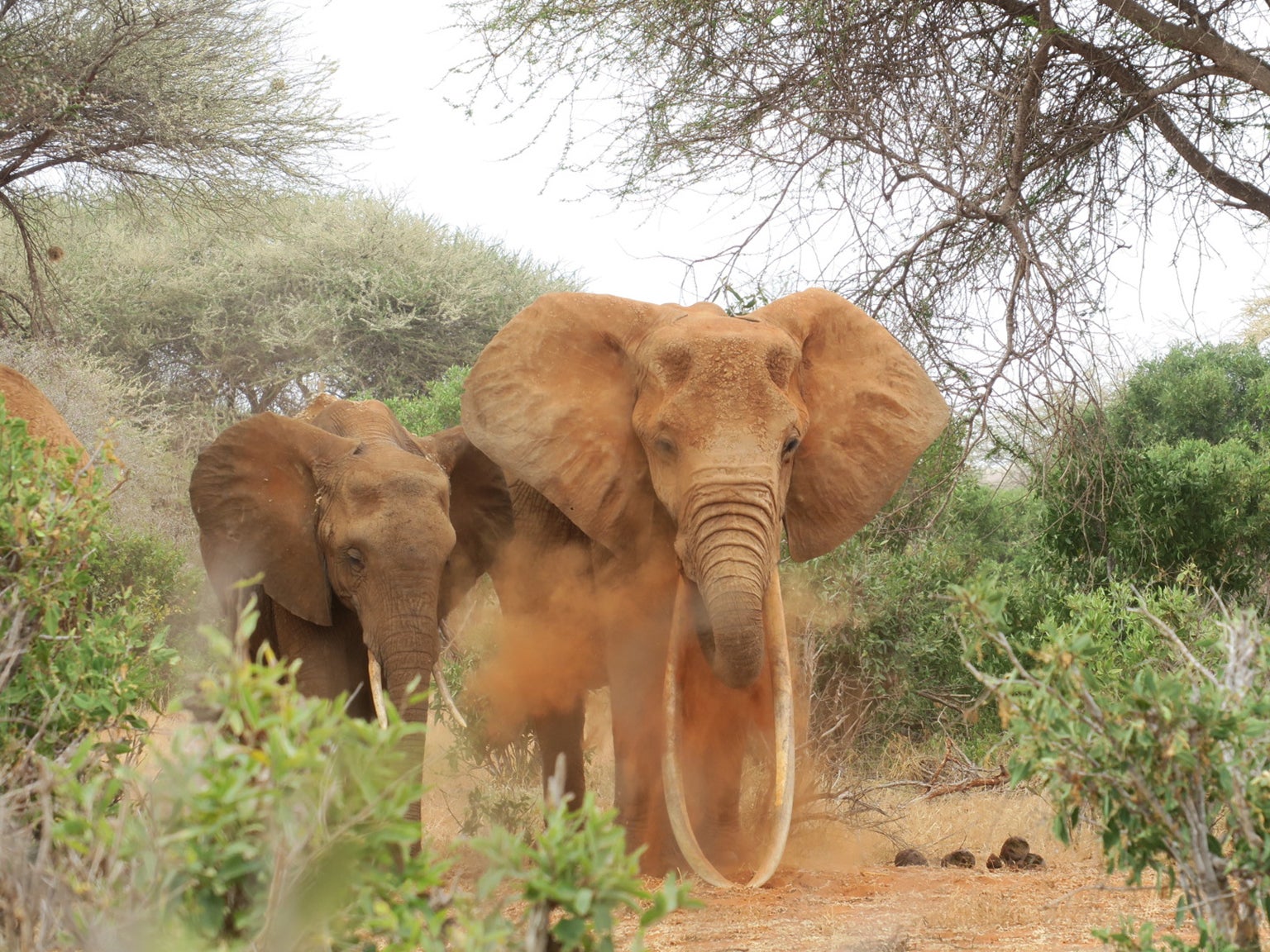 Generations ago, big tuskers like Dida were the norm on southern Kenya’s expansive savannahs (Faye Cuevas/IFAW)