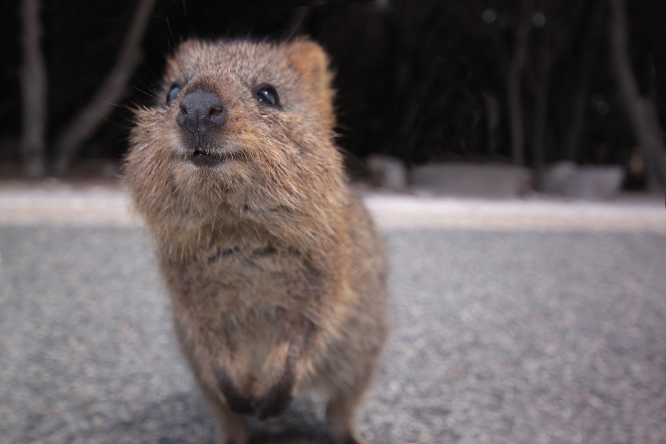 Quokkas are endemic to western Australia (iStock)