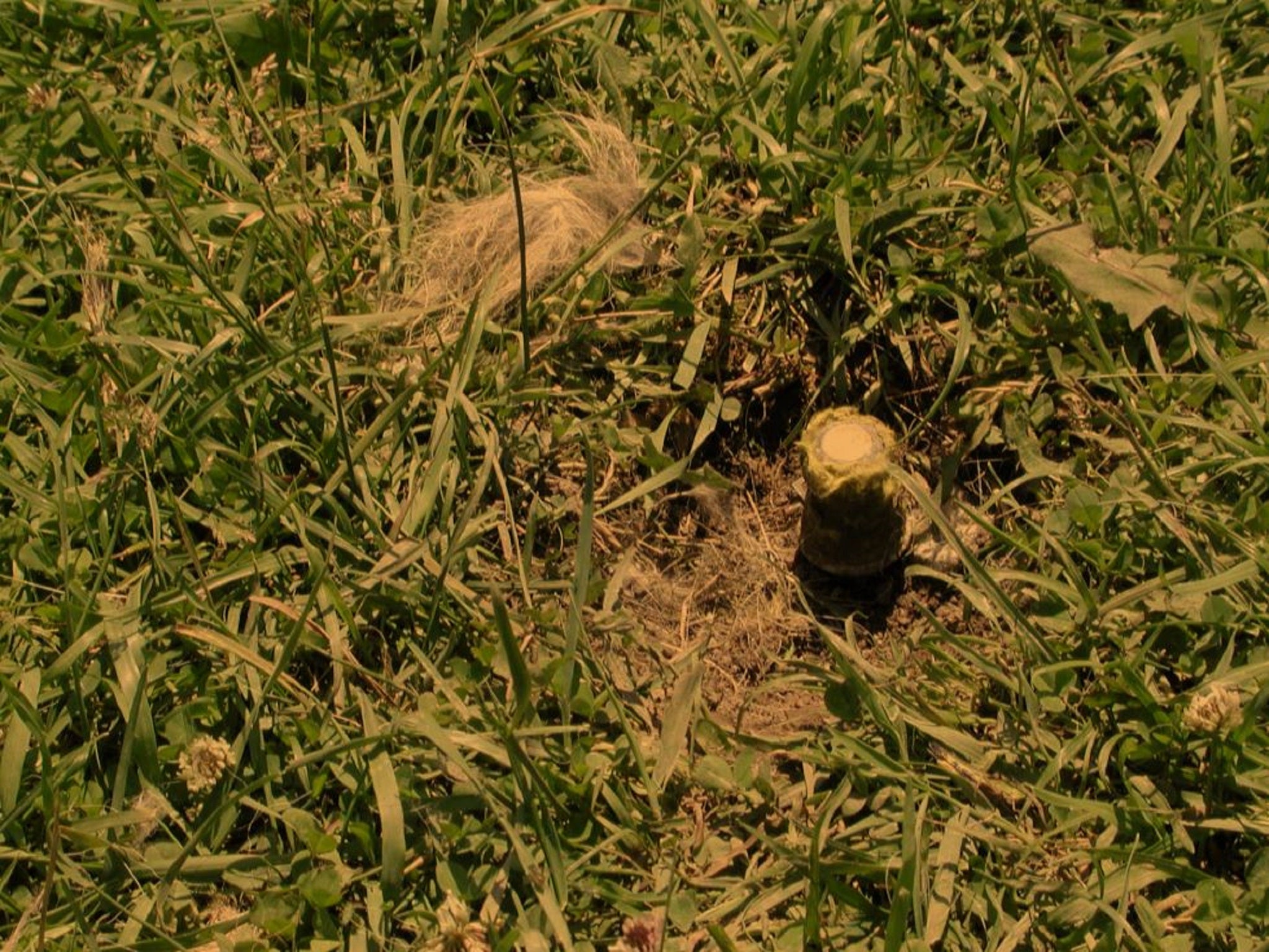 Image of a chewed cyanide trap, known as an M-44.