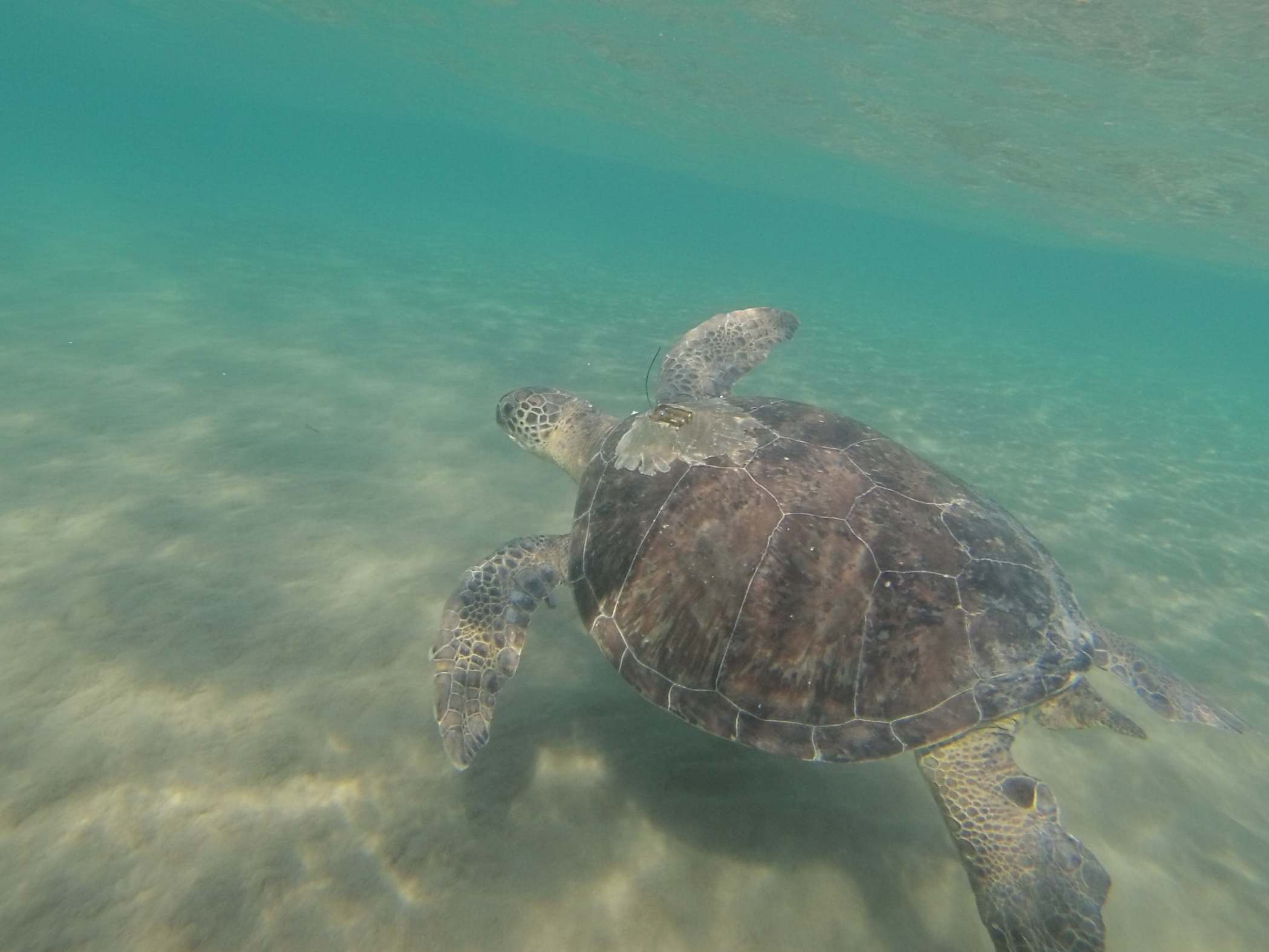 A research team from the University of Exeter examined the guts of turtles found washed up on beaches in Cyprus