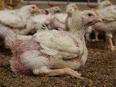 Suffering of chickens at farms supplying major supermarkets revealed in undercover footage