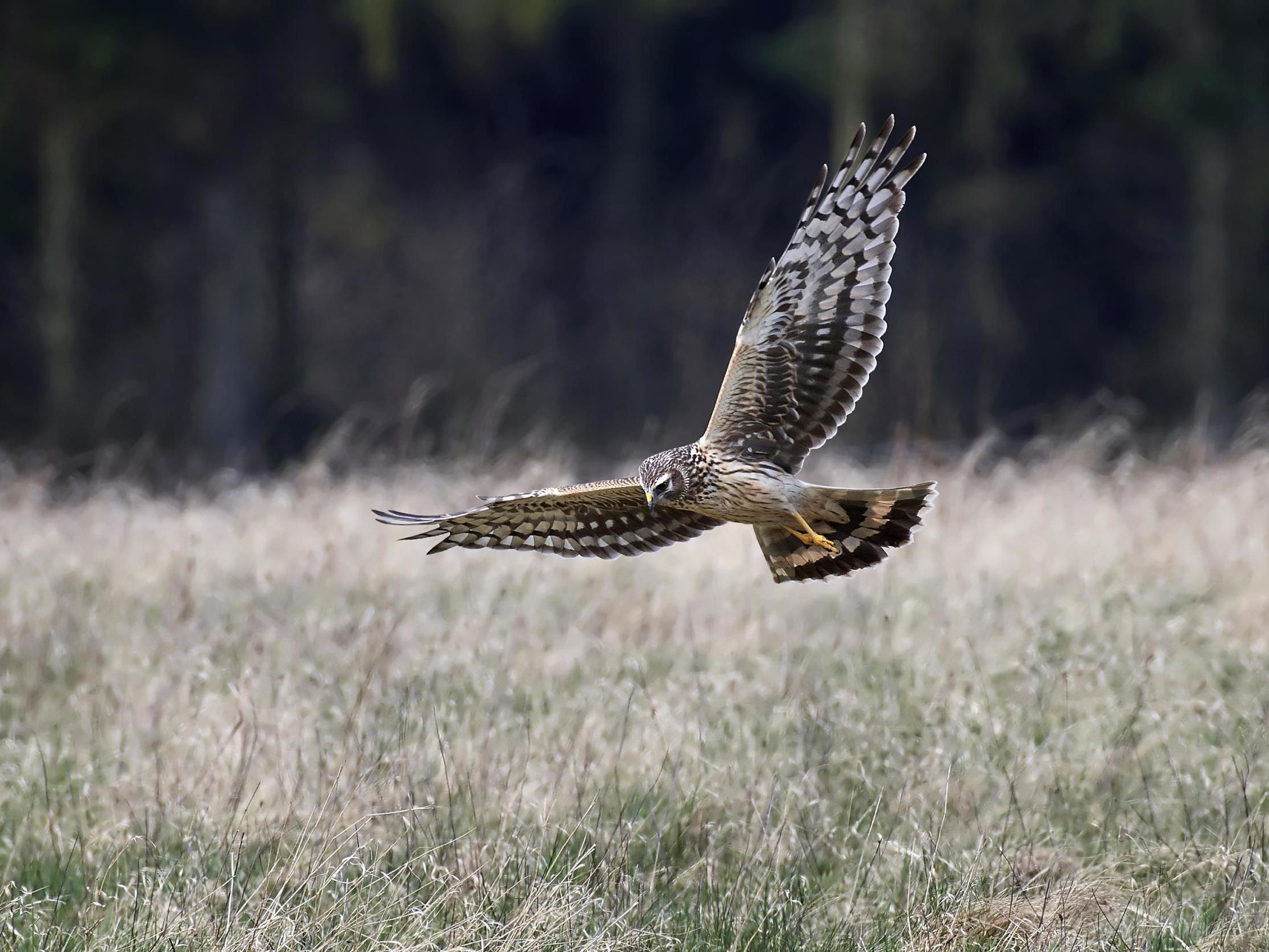 Hen harriers are among birds ‘persecuted’ to protect stocks of grouse, say wildlife lovers