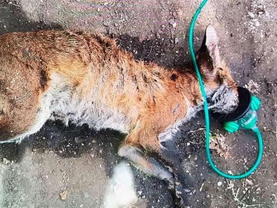 Firefighters and rescuers performed CPR on the fox for 40 minutes to bring it back to life