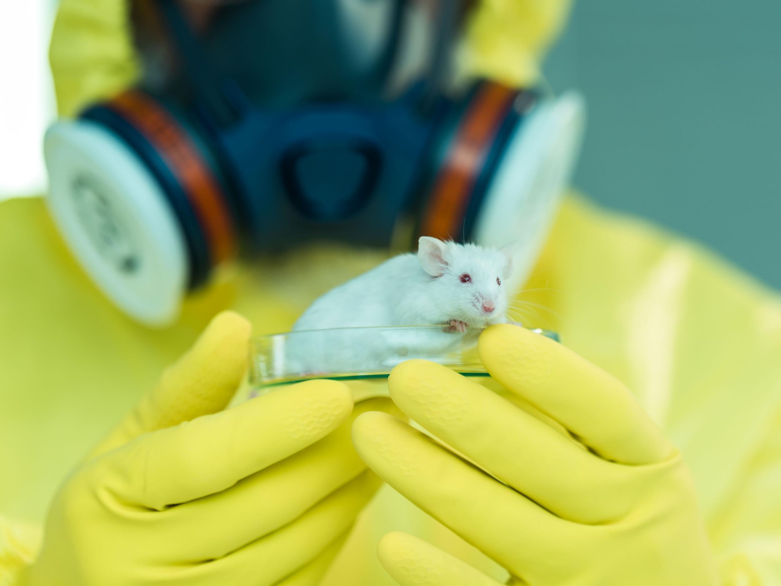 Stem cells are being planted in mice to grow human pancreases