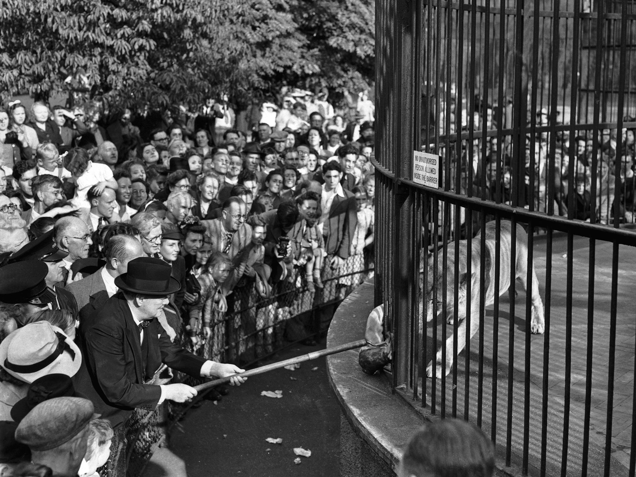 Winston Churchill uses a long pole to feed Rota the lion during a visit to London Zoo in 1947