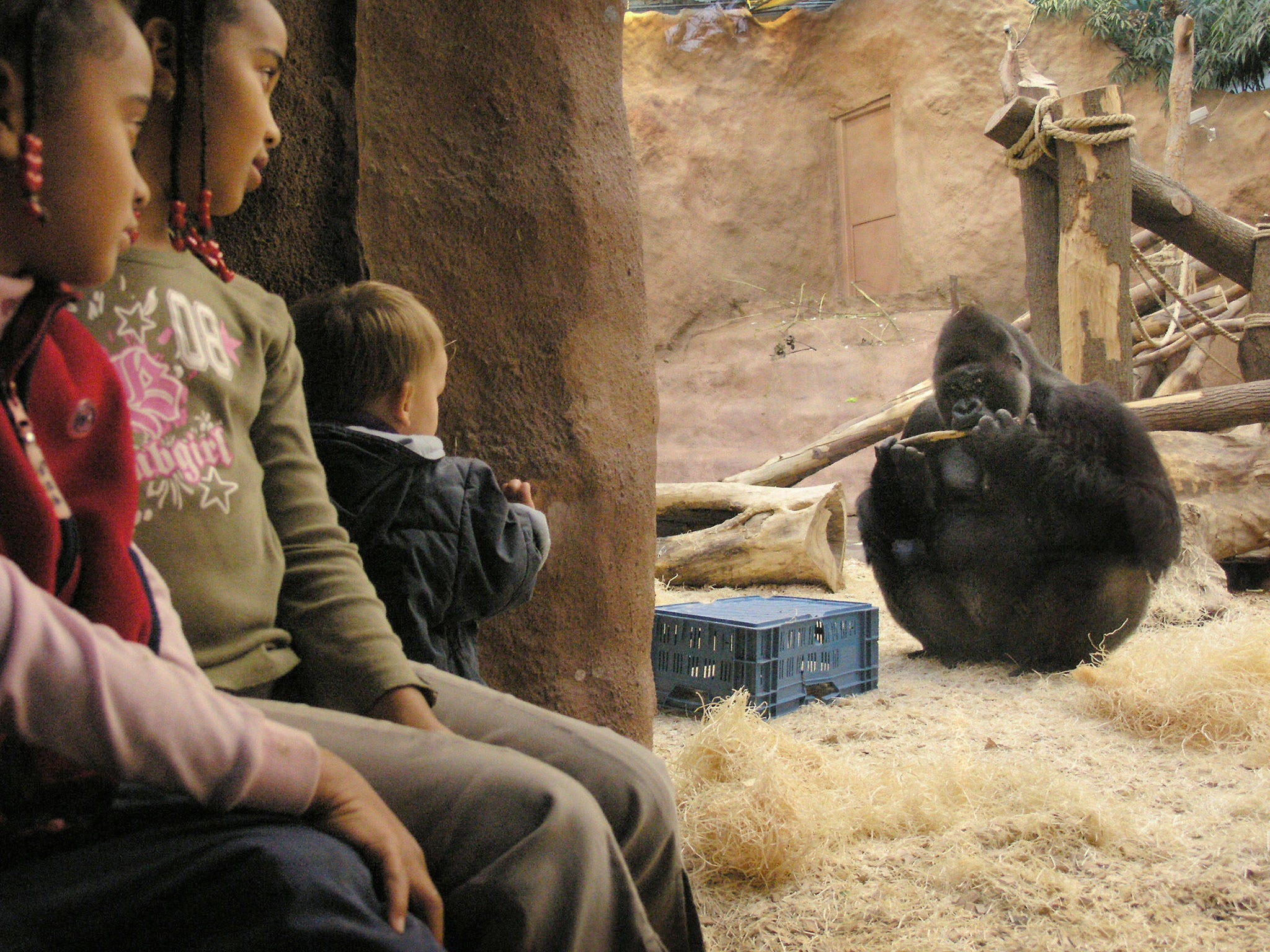 Richard, a gorilla in Prague Zoo, appeared in a TV reality show along with two females. The public was asked to vote for their favourite gorilla