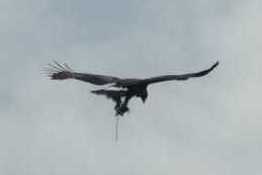 Close-up showing the trap dangling from the bird's talons