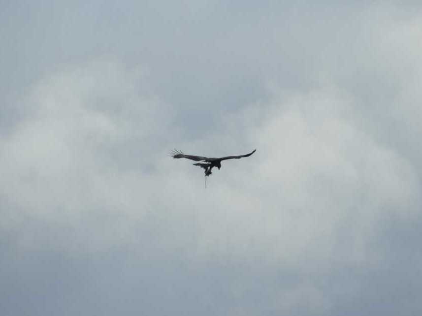 The golden eagle was seen flying over the village of Crathie, which borders the edge of the Balmoral estate in Aberdeenshire