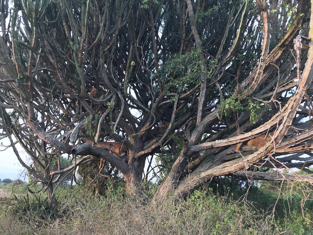 Spot the lions: five are sprawled in this euphorbia, sleeping off a buffalo meal
