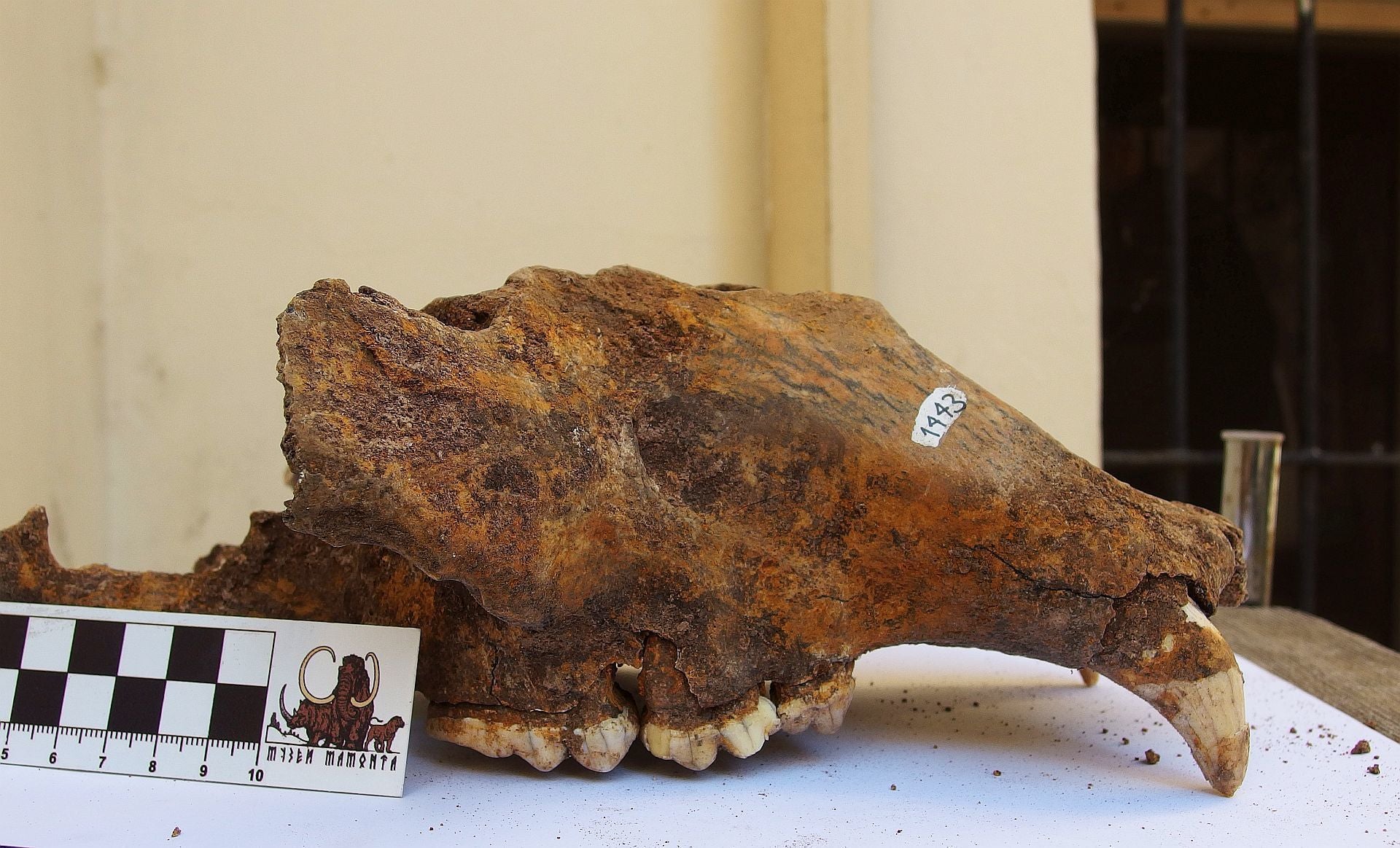 Pictured is a cave bear skull from the Natural History Museum in Belgrad. Samples were collected across 14 sites in Switzerland, Poland, France, Spain, Germany, Italy and Serbia