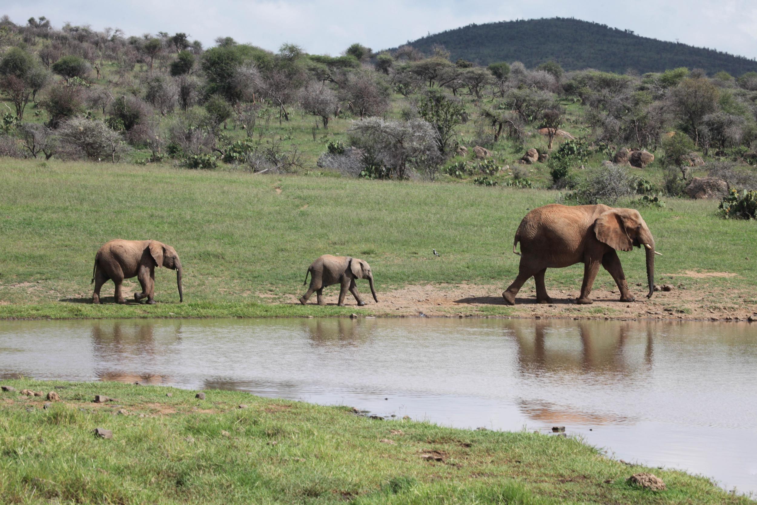 Elephants outside of southern Africa have been worst affected by poaching