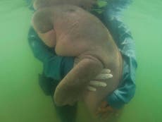 Thailand’s beloved baby dugong sea animal dies of shock and ingesting plastic