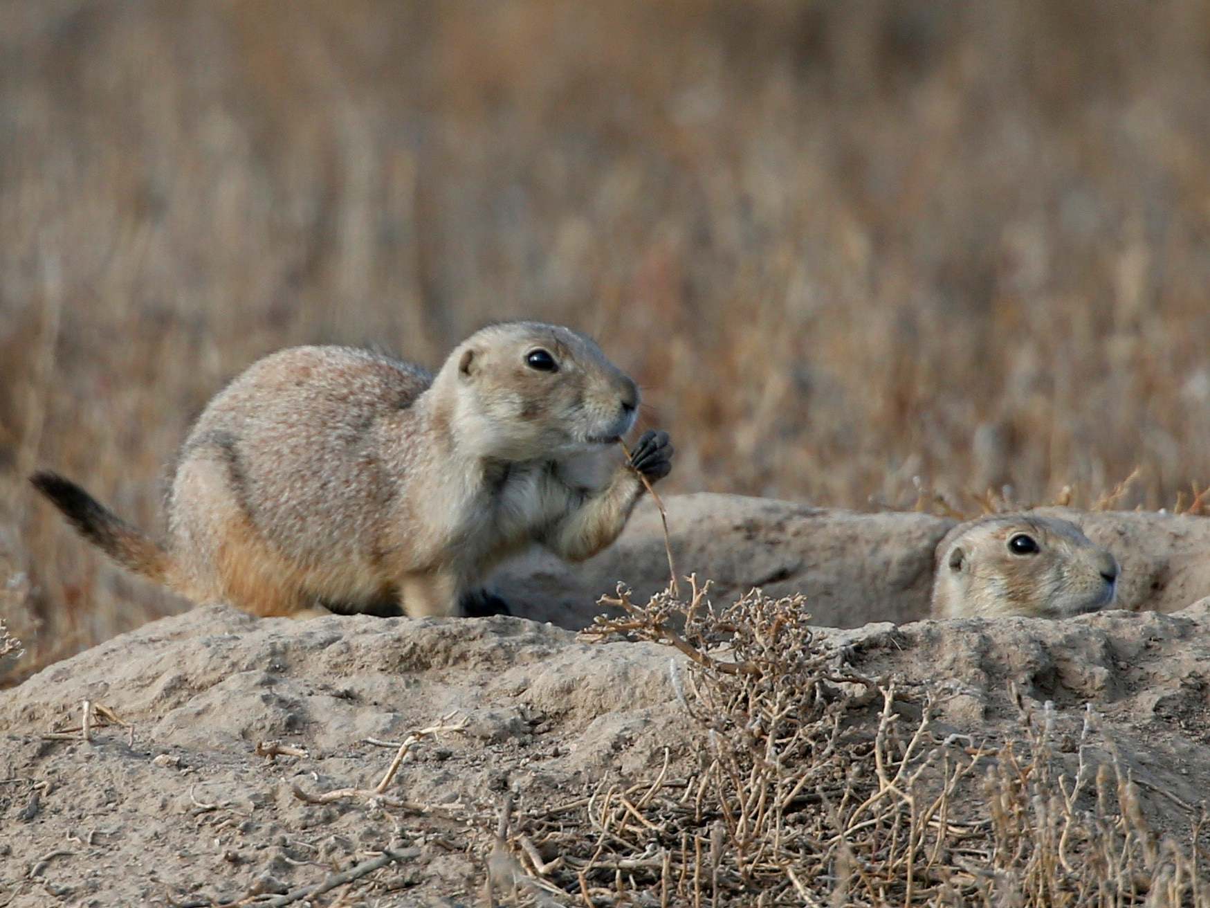 Colorado officials discovered plague-infected fleas were biting prairie dogs at a 15,000 acre nature area in late July