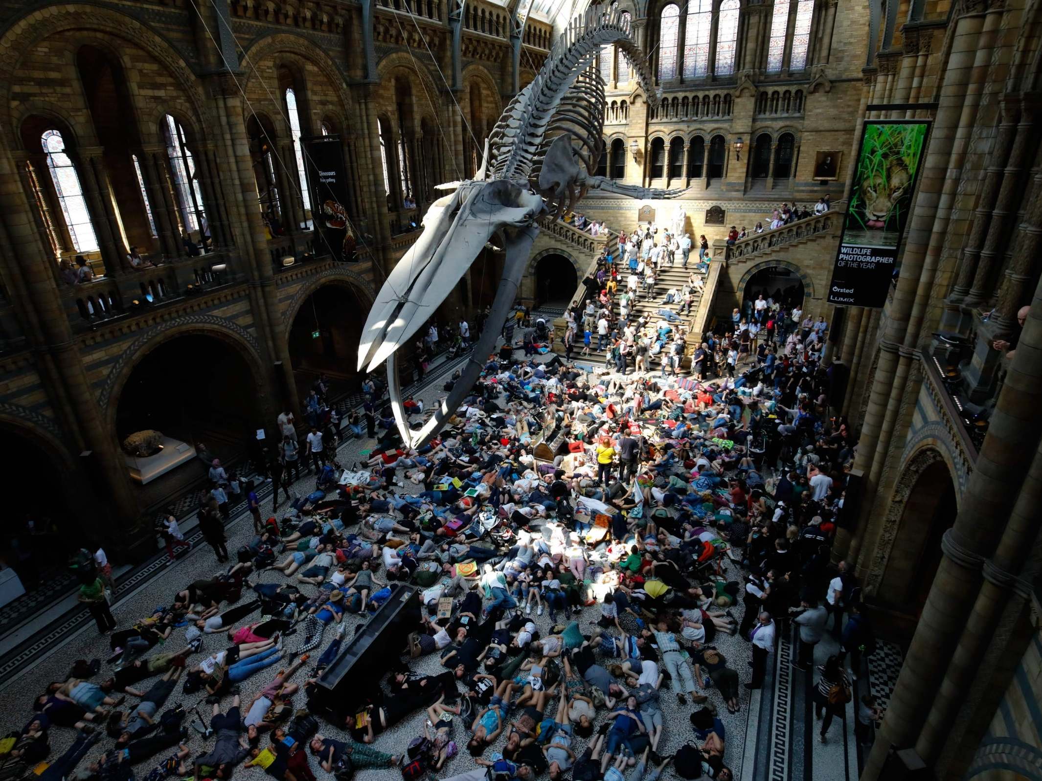 Climate activists staging a ‘die-in’ under the Natural History Museum’s blue whale in April, as part of a mass protest that brought parts of London to a standstill