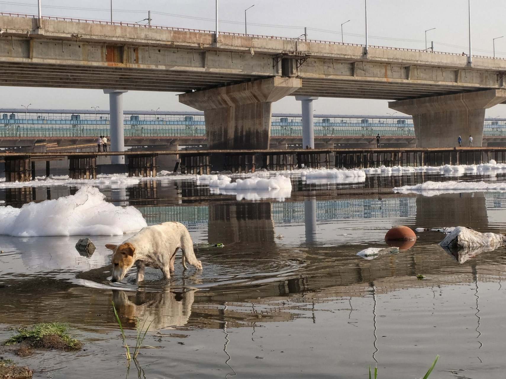 The Yamuna is particularly polluted downstream of New Delhi, which dumps around 58% of its waste into the river