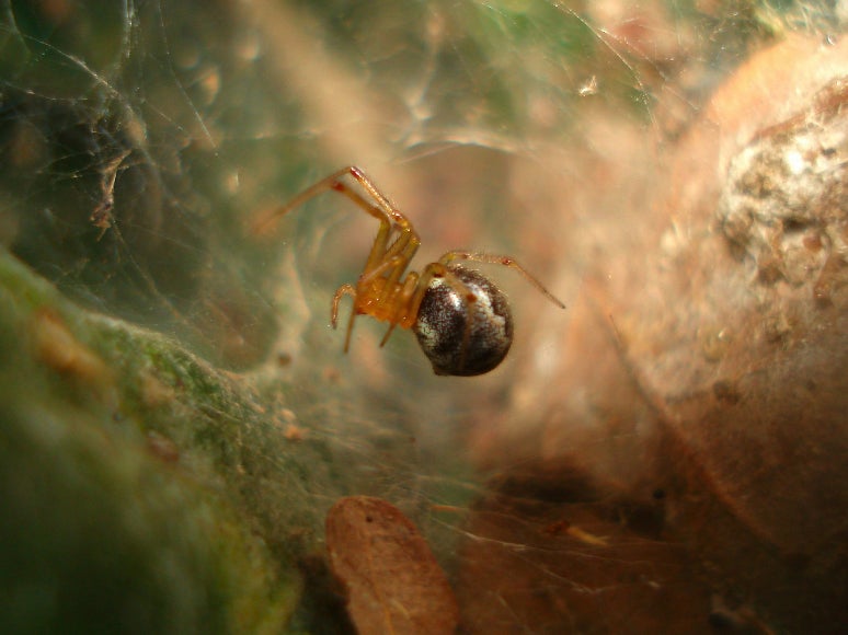 Scientists studied colonies of communal spiders (pictured) before and after three tropical storms