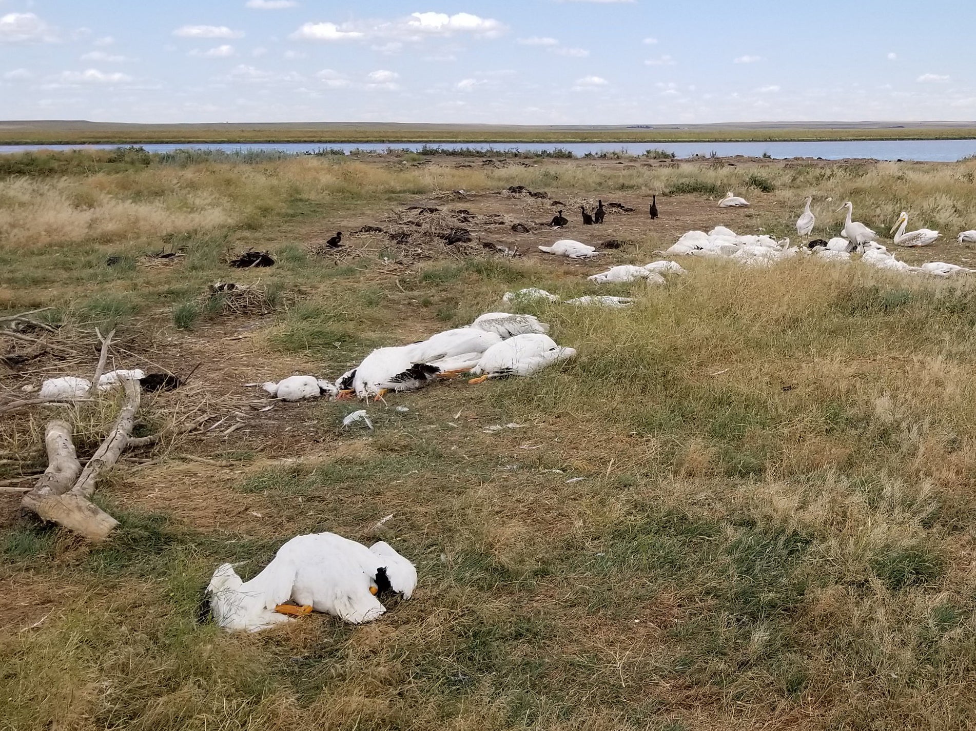 The carcasses of birds killed by large hailstones and 70mph winds during an 11 August storm