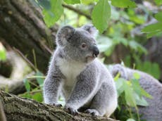 Faecal transplants could save koalas by expanding their diet, research suggests