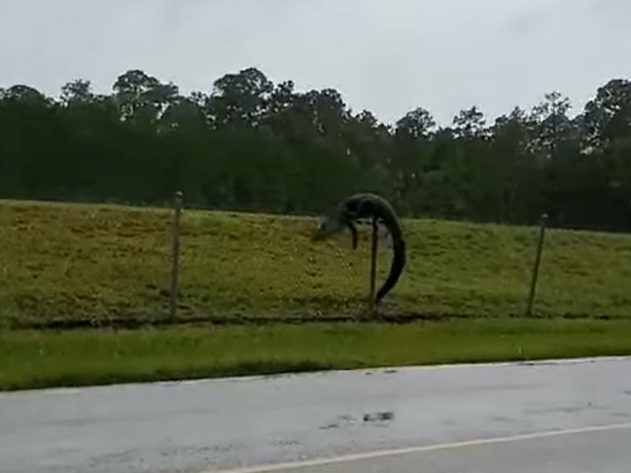 The reptile can be seen clawing its way up a fence at the Naval Air Station (NAS) in Jacksonville, Florida